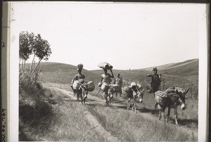 Haussa auf der Wanderschaft m. Eseln