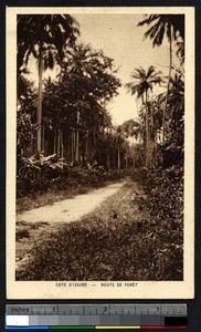 Road through a forest of palm trees, Ivory Coast, ca.1900-1930