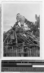 Mayas making a hut, Carrillo Puerto, Quintana Roo, Mexico, ca. 1948