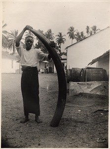 Elephant tooth