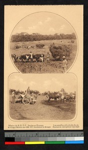 Rice fields, Congo, ca.1920-1940