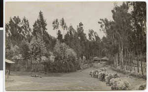 Mules transporting hay, Adis Abeba, Ethiopia, ca.1930-1933