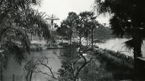 Marsh in Ngomo, Gabon