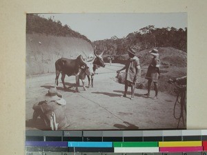 Taming oxen on a new road, Madagascar, 1901