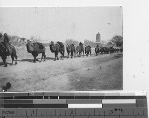 Camels head out on a trip at Fushun, China