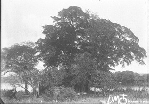 Fig tree on the bank of the Great Usutu, Makulane, Mozambique, ca. 1896-1911