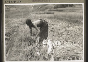 Cutting rice