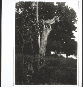 Herimaung (Tiger) i. Djangkang a. oberen Kapuas