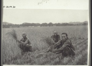 Harvesting rice