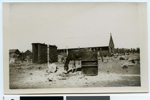 Donkey behind a house, South Africa, 1933