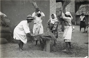 Threshing rice, in Madagascar