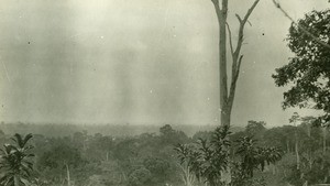 Plantations of Samkita, Gabon