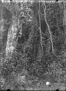 Source, Lemana, Limpopo, South Africa, ca. 1906-1907