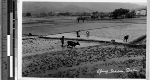 Spring season farming, Shatin, Philippines, ca. 1920-1940