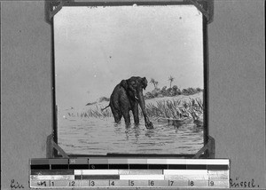 Crocodile dragging an elephant by its trunk, Nyasa, Tanzania