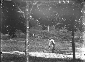 Student cutting grass with a scythe, Lemana, Limpopo, South Africa, ca. 1906