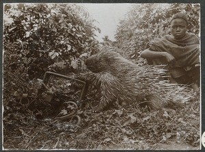 Porcupine in a gin trap, Tanzania