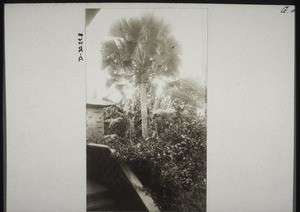 Fan palm and banana tree