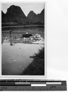 Plowing the fields at Dongan, China, 1934