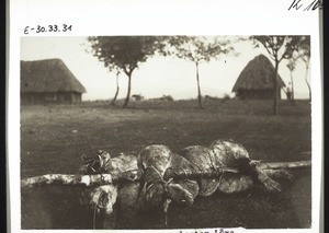 A lion, killed in Bamum