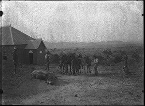 Dead mule, Shilouvane, South Africa, ca. 1901-1907