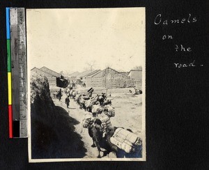 Camel caravan, Shaanxi, China, ca. 1885