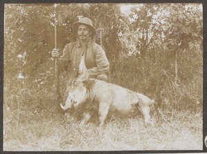 Missionary Wärthl with killed warthog, Tanzania, ca.1911-1914