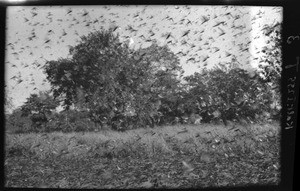 Grasshopper swarm, Mozambique, ca. 1933-1939