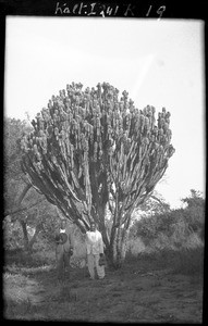 Cactus, Mozambique, ca. 1933-1939