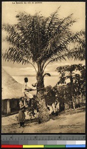 Harvesting the palm wine, Congo, ca.1920-1940