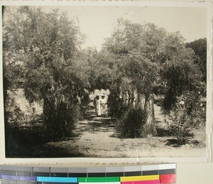 An avenue of bottle trees at the west end of the Mission Station, Toliara, Madagascar, 1937