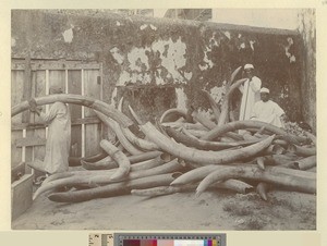 Ivory, Zanzibar, ca.1908-1912