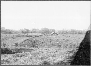 Farm on the steppe, Tanzania, ca.1901-1910