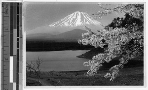 Fuji and cherry blossoms, Japan, ca. 1937