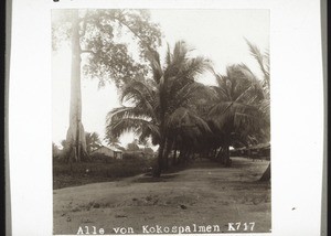 Allee von Kokospalmen