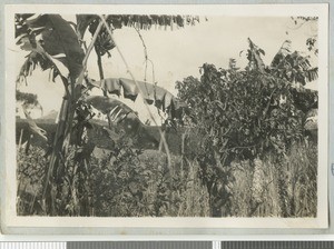 Garden at Chogoria, Kenya, ca.1930