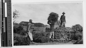 Three men harvesting rice, Philippines, ca. 1920-1940