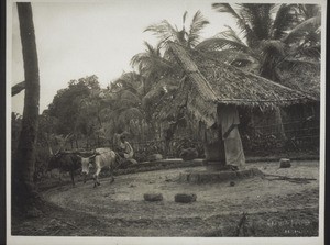 An oil mill in Calicut