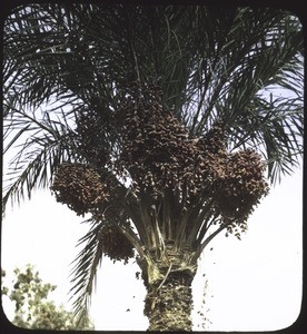 Date palm