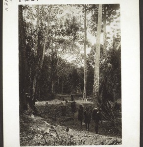 Path in the forest near Bombe