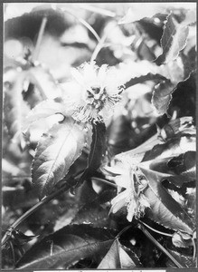 Passionflower, Tanzania, ca.1927-1938