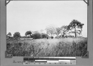 Misongola trees near a Konde village, Nyasa, Tanzania, ca. 1898-1914