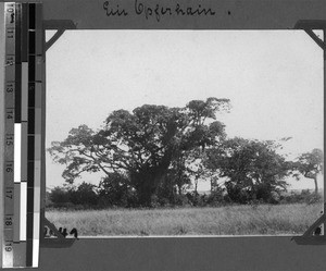 Sacrificial grove, Unyamwezi, Tanzania