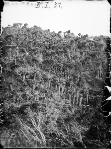 Mountain vegetation, Tanzania, ca.1893-1920