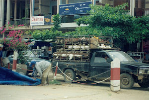 Chicken transport, 2001