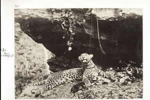 Erlegter Leopard (künstlich aufgerichtet), Abetifi (Ramseyer)