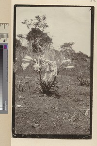 Lilies, Africa, Mozambique, ca.1930