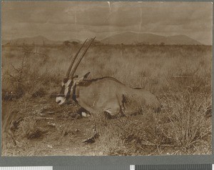 Gemsbok Antelope, Mozambique, 1918