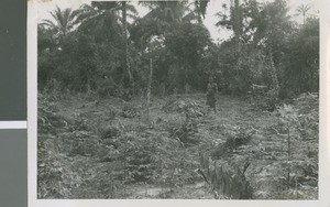 Potential Site for a Mission, Ikot Usen, Nigeria, 1950