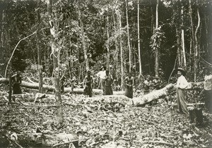 People working in the forest, in Gabon